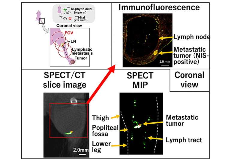 Advanced Tissue Molecular Imaging with Multi-Probe Techniques