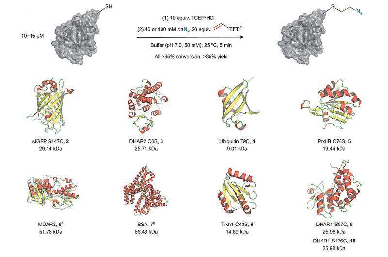 Thianthrenium Chemistry: Versatile Intermediate for Protein Bioconjugation