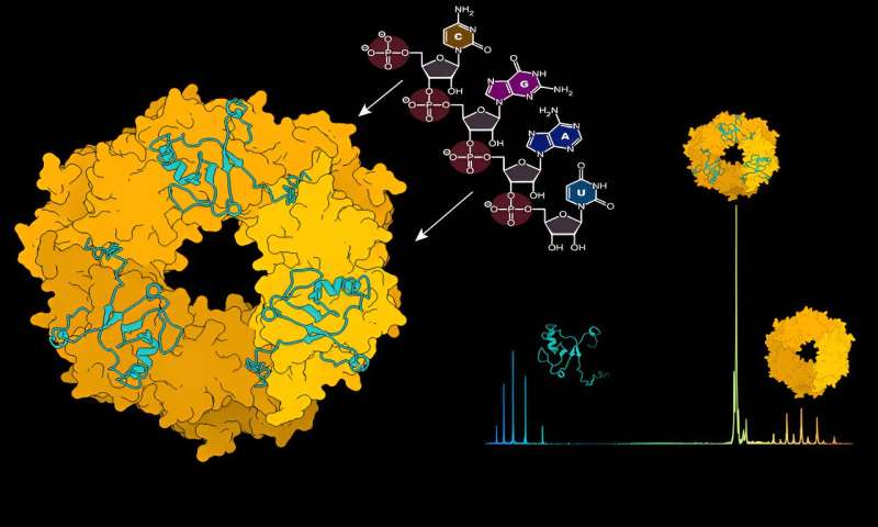 Understanding Lassa Virus Assembly: Key Insights from New Research
