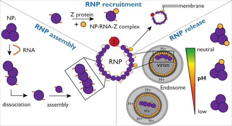 Understanding Lassa Virus Assembly: Key Insights from New Research