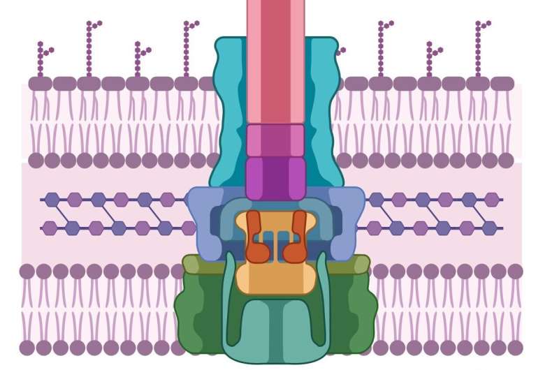 Breakthrough in Combating Antibiotic-Resistant Superbugs: Understanding the Type 3 Secretion System