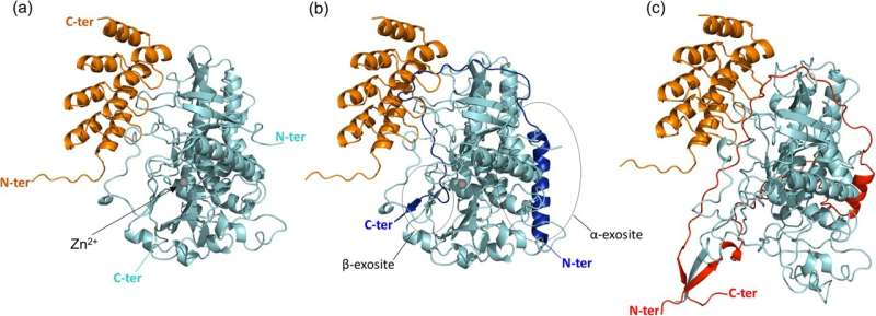 Botox Potential: New Research Unlocks Expanded Medical Applications