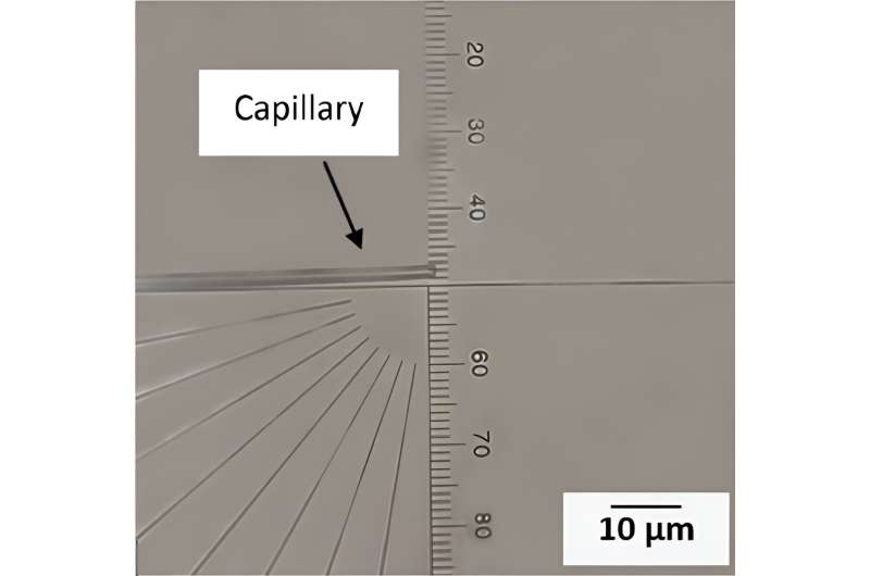 3D-Printed Cellulose Structures for Advanced Membranes