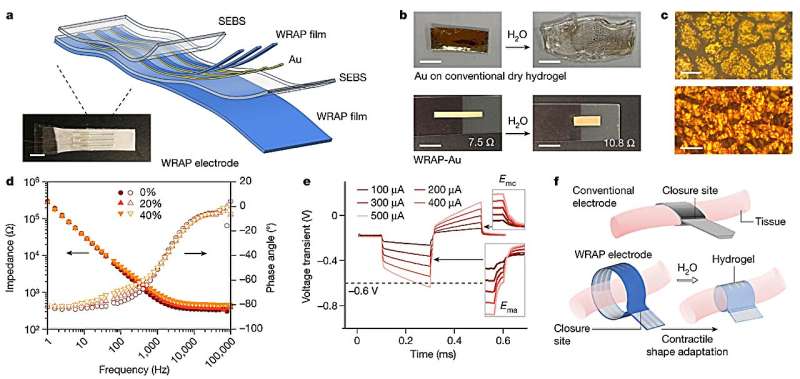 Spider Silk Inspired Polymer Film for Biocompatible Electronic Interfaces
