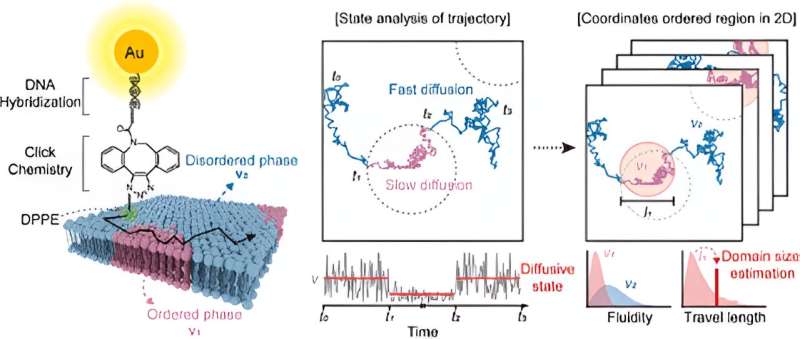 Lipid-MAP: Novel Microscopy for Precise Cell Membrane Lipid Raft Mapping