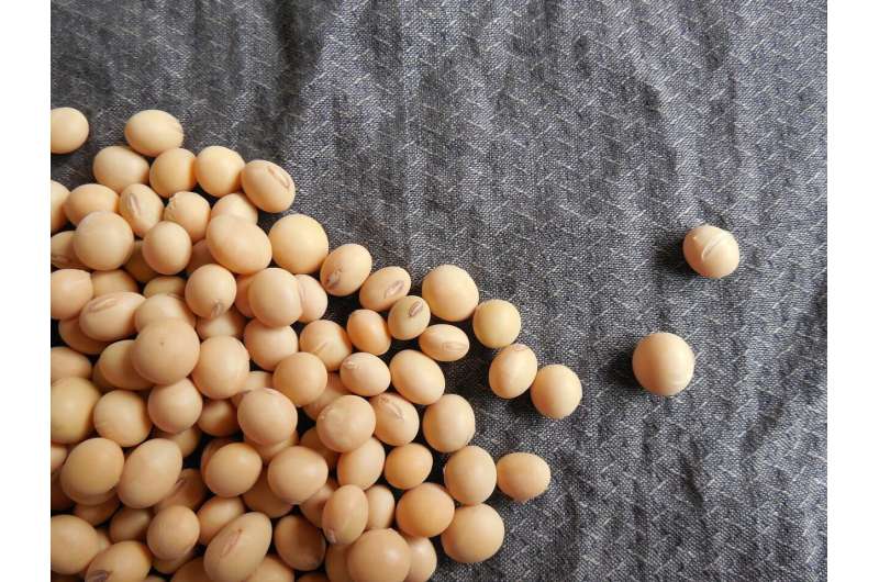 Soybean Oil Residue: A Novel Approach to Managing Menopause Symptoms