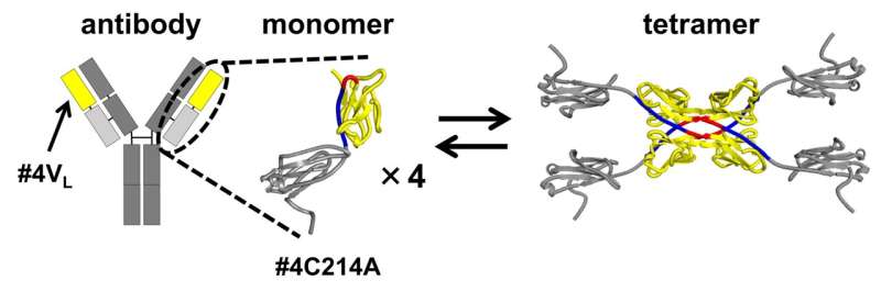Antibody Aggregation Research: New Insights for Therapeutics
