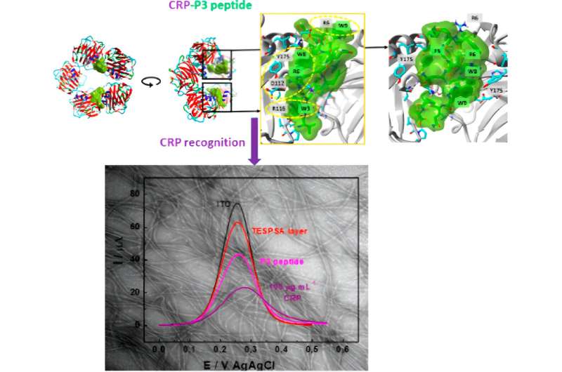 Peptide-Based Diagnostics: Advancements in Disease Detection