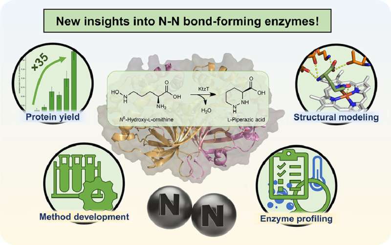 Novel Enzymes with N-N Bonds for Antibacterial Drug Development