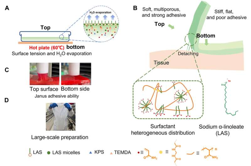 Simplified Synthesis and Characterization of Janus Hydrogels