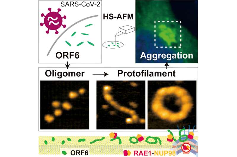ORF6 Protein s Role in COVID-19 Severity Revealed by Atomic Force Microscopy