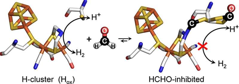 Preventing Formaldehyde Inhibition of Hydrogen-Producing Enzymes: A Breakthrough in Biofuel Technology