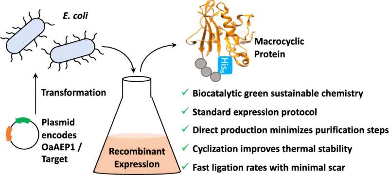 Nature-Inspired Tool Accelerates Drug Discovery | University of Bath