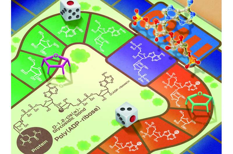 Novel Synthetic Molecules for Unraveling Cellular Mechanisms