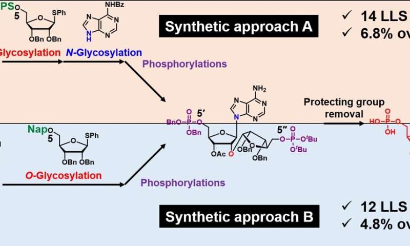 Novel Synthetic Molecules for Unraveling Cellular Mechanisms