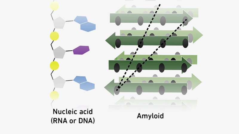 How Amyloids and Nucleic Acids May Have Shaped the Origin of Life