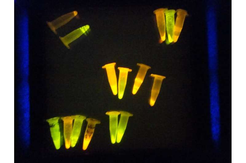Precise Light Intensity Measurement Methods Using Fluorescence