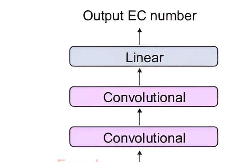 AI-Powered Enzyme Discovery: Unlocking the Secrets of E. coli Proteins