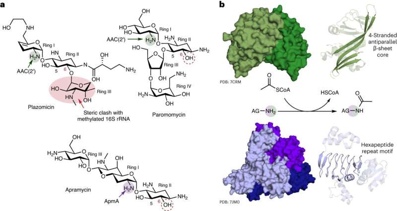 Antibiotic Resistance: Researchers Discover Novel Bacterial Defense Mechanism