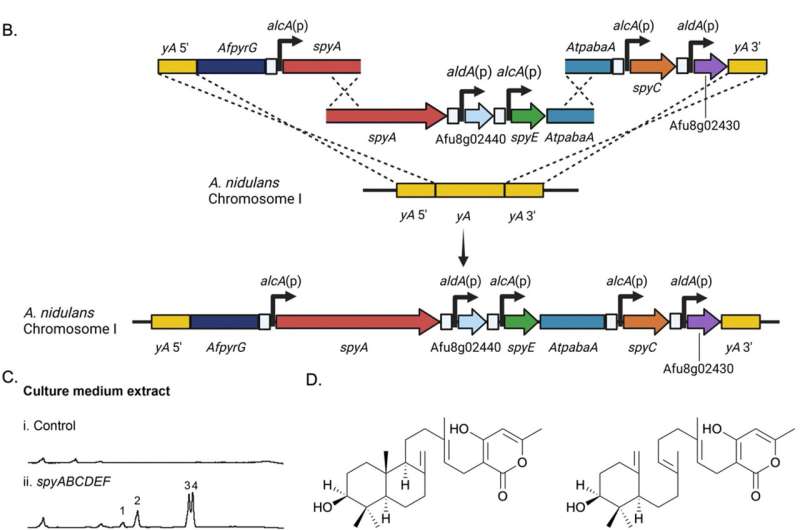 Understanding the Chemical Production of *Aspergillus fumigatus* Pathogens