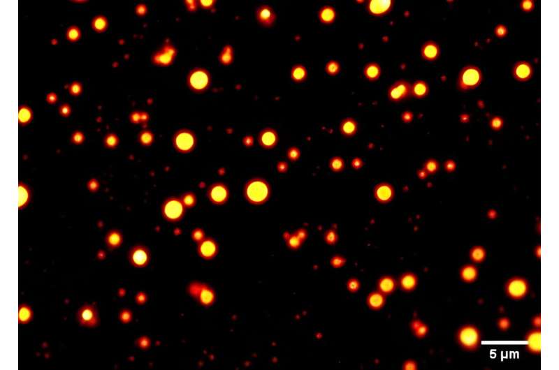 RNA Phase Separation: New Insights into Cellular Dynamics