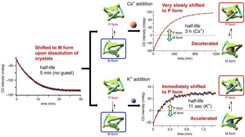 Controlling Chirality Switching Speed in Helical Metallocryptands