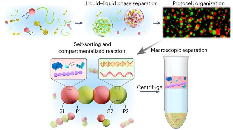 Self-Sorting Coacervates Create Advanced Protocell Networks for Bio-Inspired Applications