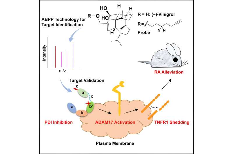 Vinigrol: A Novel Therapeutic Targeting Protein Disulfide Isomerase for Inflammation