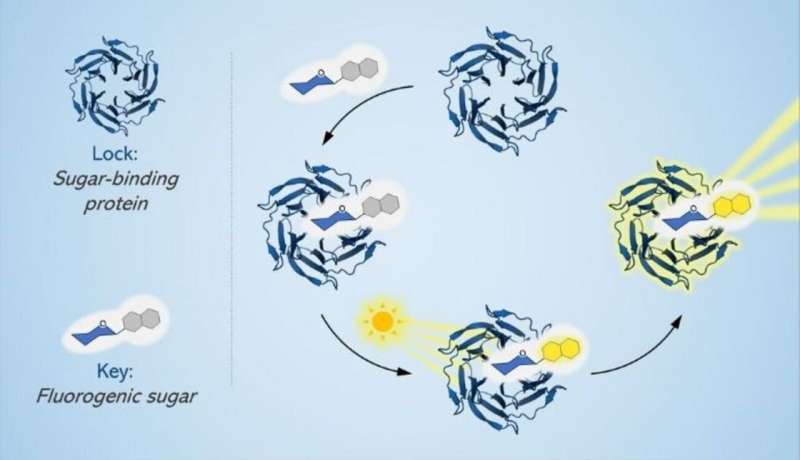 Novel Fluorescent Probe Illuminates Sugar Interactions in Cellular Biology