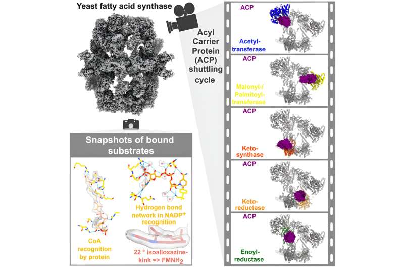Fatty Acid Biosynthesis: A Deep Dive into Cellular Mechanisms