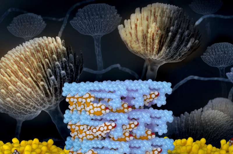 Breakthrough Antifungal Molecule: Effective & Non-Toxic - Research Highlights