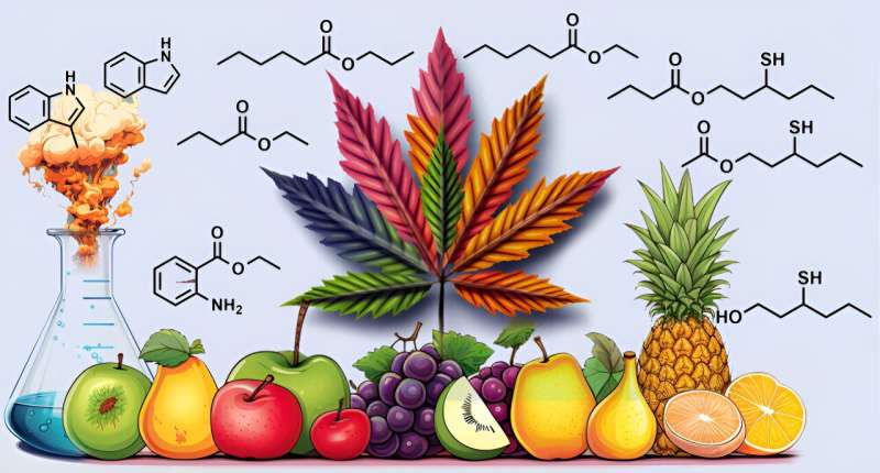 Decoding Cannabis Aroma: A Deep Dive into Key Compounds