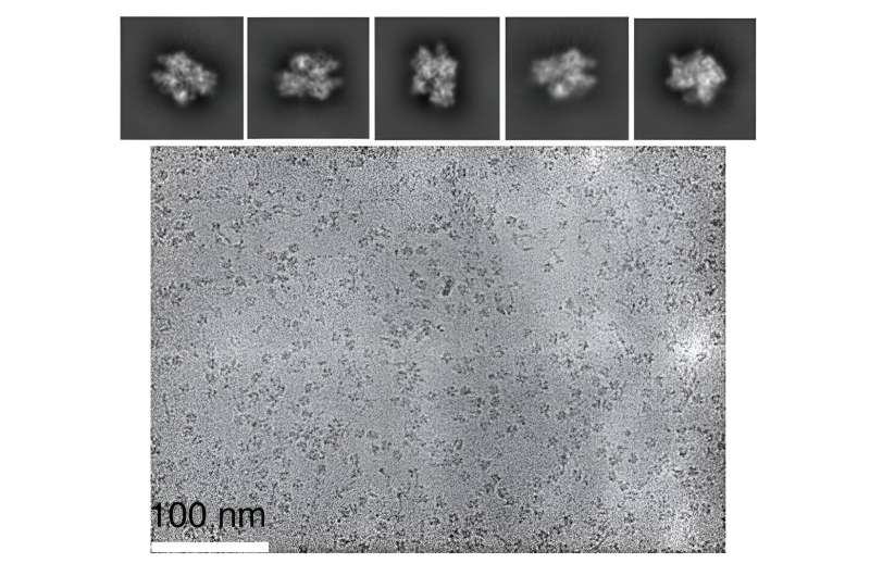 High-Resolution Imaging Reveals Magnesium Ion Interaction with CRISPR-Cas9