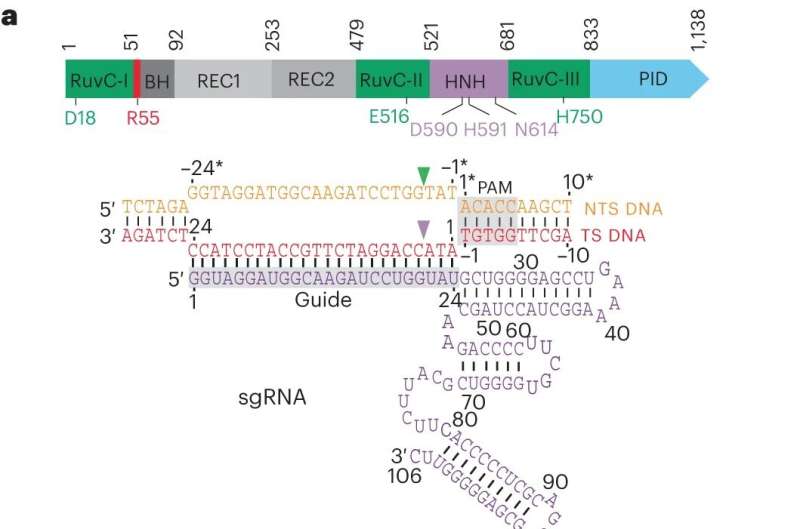 High-Resolution Imaging Reveals Magnesium Ion Interaction with CRISPR-Cas9