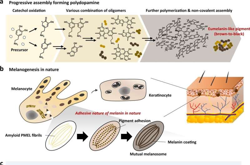 Bio-Inspired Organic Pigments: Mimicking Melanin for Advanced Materials
