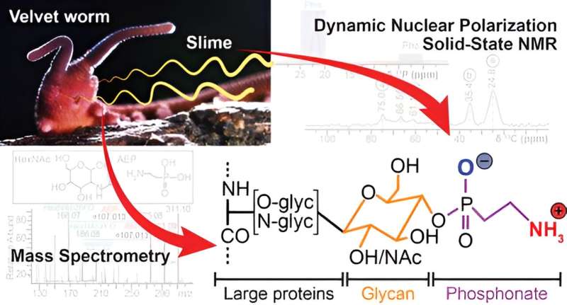 Velvet Worm Slime: A Natural Inspiration for Sustainable Materials