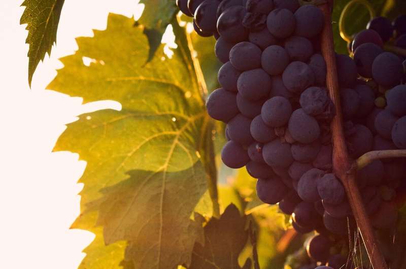 Grape Berry Damage: How Pests and Weather Impact Wine Quality