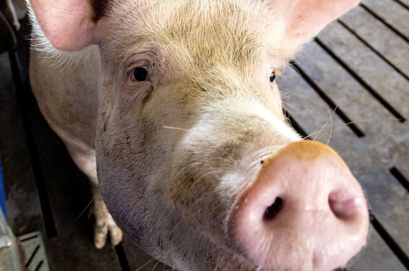 Slow-Growth Diet Improves Reproductive Health in Breeding Pigs - University of Arkansas Study
