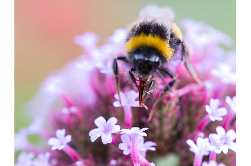 Nectarivores: Exploring the World of Honey-Loving Animals