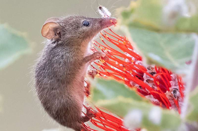 Nectarivores: Exploring the World of Honey-Loving Animals