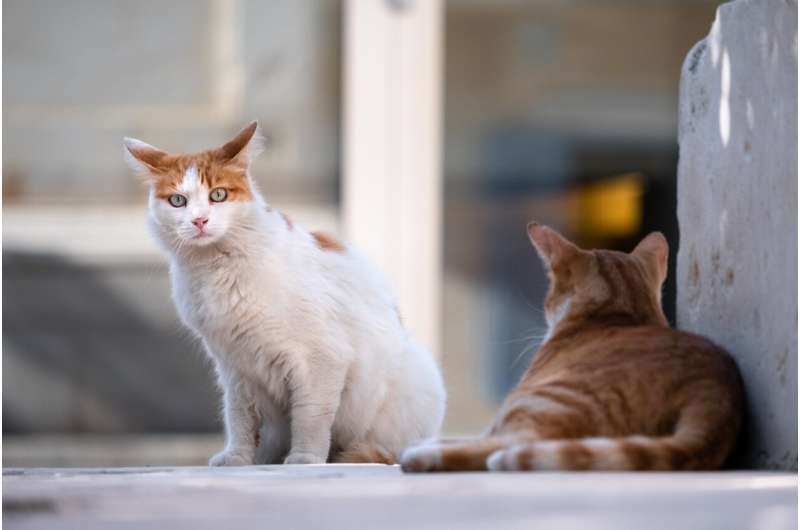 Effective Solutions for Stray Cat Management in Australia