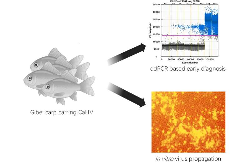 Novel Diagnostic and Treatment Approaches for Fish Herpesvirus (CaHV)