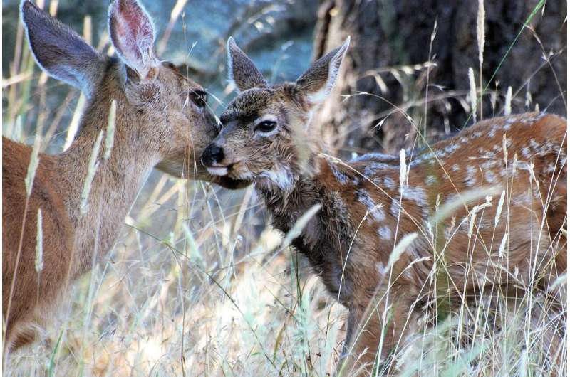 Catalina Island Mule Deer: Eradication Plan Abandoned, Future Uncertain