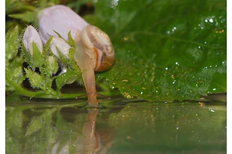 Antibiotic Pollution Impairs Memory in Aquatic Snails - UEA Study