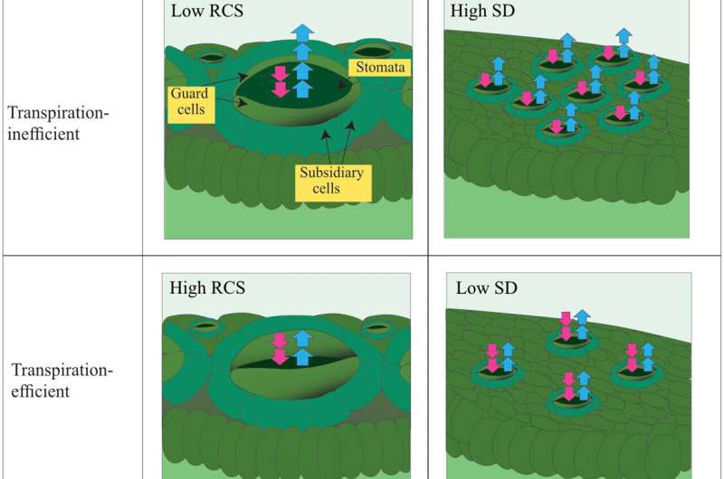 Ancient Crop Drought Tolerance: New Sensing Techniques for Breeding Programs