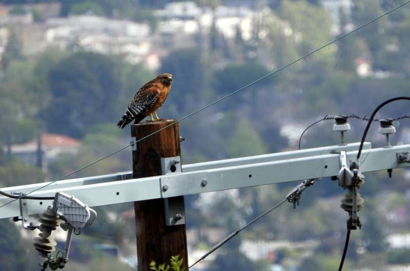 Urban Biodiversity in Los Angeles: Unexpected Pockets of Wildlife Thrive