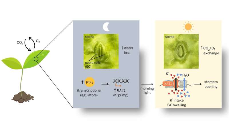 Decoding Plant Respiration: New Insights into Stomatal Movement