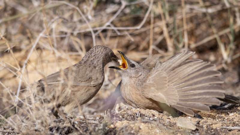 Habitat Loss Impacts Social Structure of Arabian Babblers: A New Study