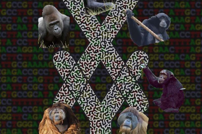 Great Ape X and Y Chromosome Sequences Fully Sequenced, Revealing Evolutionary Insights