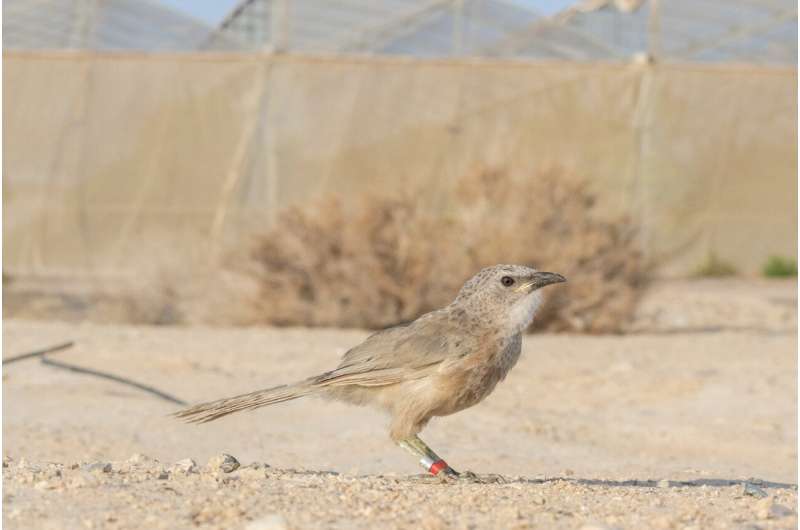 Habitat Loss Impacts Social Structure of Arabian Babblers: A New Study